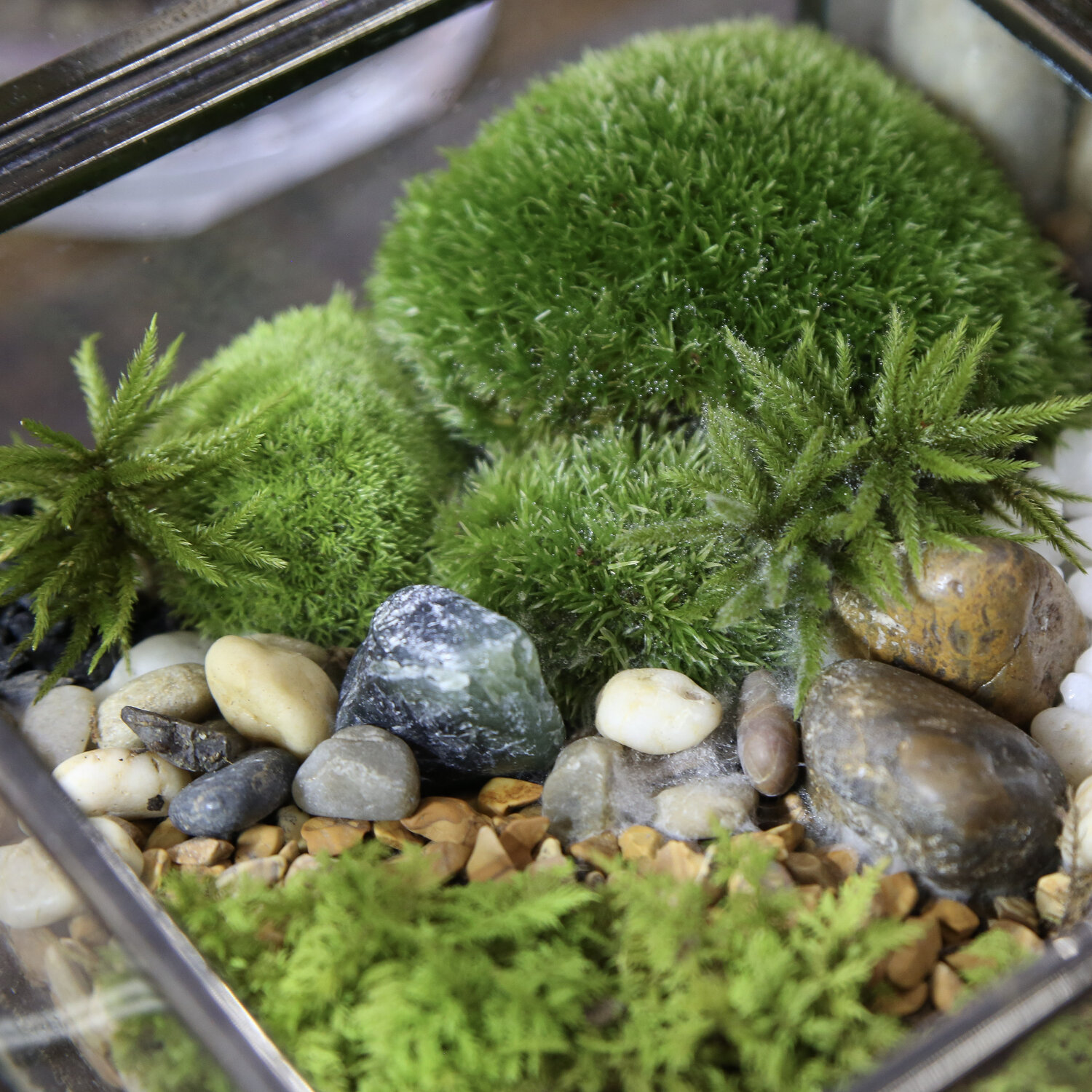 Terrariums — Cultivate Urban Rainforest & Gallery